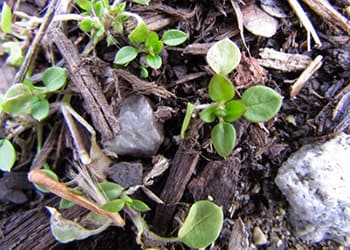 Chickweed, a low-growing herbaceous annual plant, commonly carpets disturbed ground in farms, gardens, and lawns. Its small, ovate leaves grow in an opposite branching pattern on round, green stems.