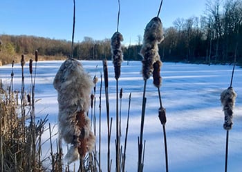 Cattails have iconic brown seed heads that have exploded into a mass of ivory-colored fluff (which makes for great tinder). These grass-like plants will be 3 to 9 feet tall with an oval cross-section to the lower stalk.