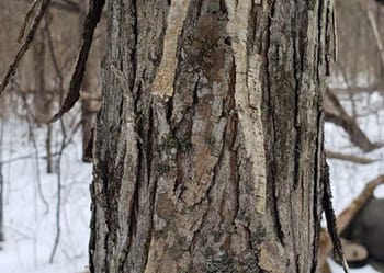 Hickory trees are deciduous hardwood trees. The leaves alternate and the nuts have a “double” nutshell. There’s a husk that peels off, revealing a nutshell underneath.