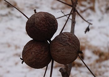 Black Walnuts are tall growing deciduous hardwood trees with round or oblong nuts. Black walnuts are large green and round when they are freshly fallen, though the rough round husks turn black in the winter.